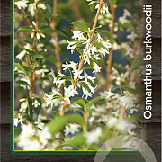 Osmanthus burkwoodii 30-40 cm 2,0L