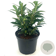 Sarcococca hookeriana humilis 20-30 cm 2,0L