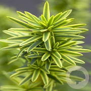 Taxus baccata 'David' 40-50 cm 5,0L