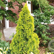 Thuja occidentalis 'Golden Smaragd' 30-35 cm 5,0L