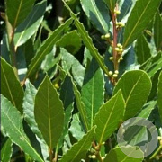 Laurus nobilis 'Pride of Provence' GM  P11