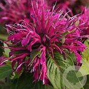 Monarda didyma 'Balmy Rose' GM  P11