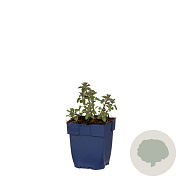 Nepeta faas. 'Pursian Blue' GM  P11