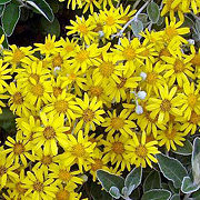Brachyglottis 'Sunshine' GM 1.5