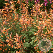 Agastache 'Apricot Sprite' GM P9