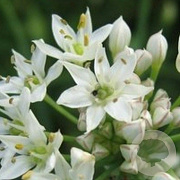 Allium tuberosum GM P9