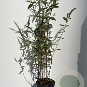 Buddleja d. 'Empire Blue' 80-100 cm 7,5L
