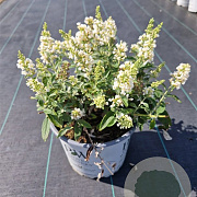 Buddleja White Chip 30-40 cm 7,5L