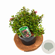 Escallonia 'Red Dream' 20-25 cm 3,0L