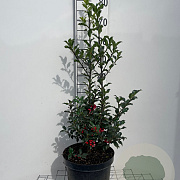 Ilex meserv. 'Blue Princess' 60-80 cm 7,5L