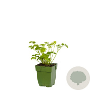 Petroselinum crispum GM  P11