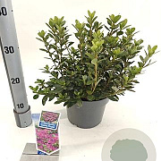 Rhododendron (AJ) Geisha Purple 20-25 cm 3,0L
