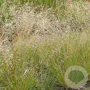 Sporobolus heterolepis GM P9