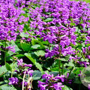 Stachys macrantha GM P9