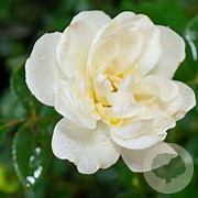 Rosa 'Kent' 10-15 cm C1.5