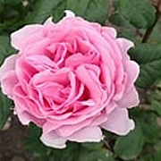 Rosa (PA) 'Princesse Claire of Belgium' 10-15 cm C1.5