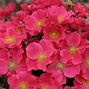 Rosa 'Stadt Rome' 15-20 cm 2,0L