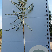 Acer campestre 10-12 HO container