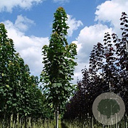 Acer plat. 'Columnare' 12-14 HO container