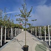Amelanchier lamarckii 8-10 HO container