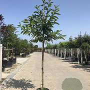 Castanea sativa 12-14 HO container