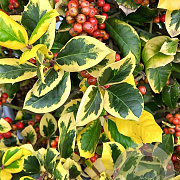 Ilex altacl. 'Golden King' 30-40 cm 7,5L