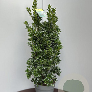 Ilex meserv. Heckenfee 80-100 cm 10L