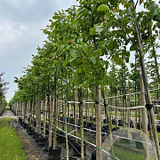 Juglans regia 12-14 HO container