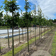 Juglans regia 8-10 HO draadkluit