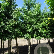 Liquidambar styraciflua 14-16 HO draadkluit