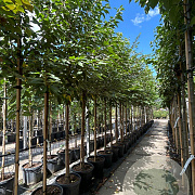 Prunus a. 'Plena' 12-14 HO container