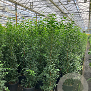 Prunus l. 'Angustifolia' 140-160 cm 15L