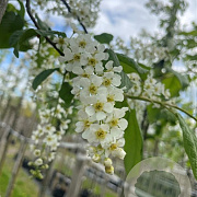 Prunus padus 12-14 HO container