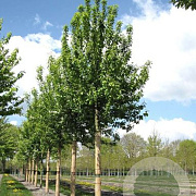 Prunus padus 'Tiefurt' 12-14 HO container