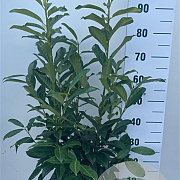 Prunus l. Genolia 80-100 cm 7,5L