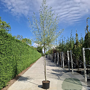 Salix alba 12-14 HO container