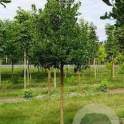 Sorbus intermedia 'Brouwers' 10-12 HO container