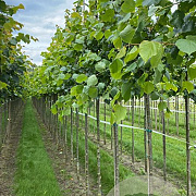 Tilia europaea 'Pallida' 12-14 HO draadkluit