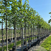 Tilia platyphyllos 12-14 HO container