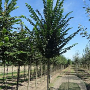 Ulmus 'Lobel' 16-18 HO draadkluit
