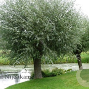 Salix alba 12-14 HO container dakvorm