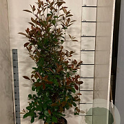Photinia fraseri 'Red Robin' 150-175 cm 15L