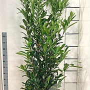 Prunus l. 'Caucasica' 175-200 cm 15L