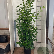 Prunus l. 'Novita' 175-200 cm 15L