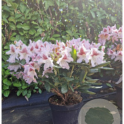 Rhododendron 'Cosmopolitan' 50-60 cm 7,5L