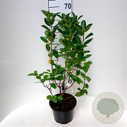 Aronia prunifolia 'Nero' 40-50 cm 5,0L