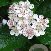 Aronia prunifolia 'Viking' 40-50 cm 5,0L