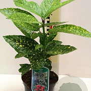 Aucuba jap. 'Variegata' 25-30 cm 3,5L