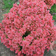 Berberis thunb. 'Red Star' 30-40 cm 3,0L