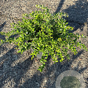 Berberis verruculosa 30-40 cm 3,0L